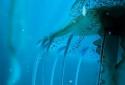 Night Light Jelly Fish LWP 3D screenshot 2