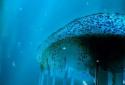 Night Light Jelly Fish LWP 3D screenshot 3