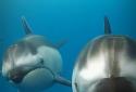3D Ocean Dolphin Live Wall screenshot 1