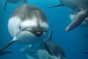 3D Ocean Dolphin Live Wall screenshot 11