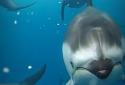 3D Ocean Dolphin Live Wall screenshot 3