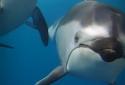 3D Ocean Dolphin Live Wall screenshot 5