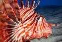 Flora Coral Fish 3D Live WP screenshot 1