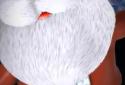 Xmas Santa Claus Live WP screenshot 2