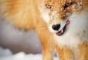 Winter Life Animals Live WP screenshot 5
