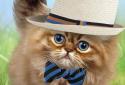 Fluffy Cat screenshot 6
