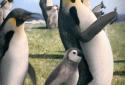 Arctic Penguin Live Wallpaper screenshot 11