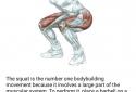 FitAdvisor - fitness exercise screenshot 5