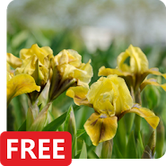 Iris Flowers Live Wallpaper Iris Flowers Live Wallpaper