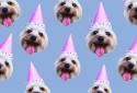 Patternator: Cutest Wallpapers screenshot 4