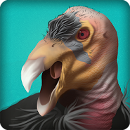 Condor Country