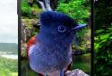 Birds 3D parallax live wallpaper screenshot 5 Birds 3D parallax live wallpaper screenshot 5