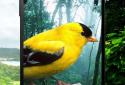Birds 3D parallax live wallpaper screenshot 6 Birds 3D parallax live wallpaper screenshot 6