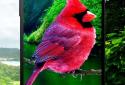 Birds 3D parallax live wallpaper screenshot 7 Birds 3D parallax live wallpaper screenshot 7