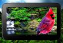 Birds 3D parallax live wallpaper screenshot 8 Birds 3D parallax live wallpaper screenshot 8