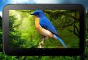 Birds 3D parallax live wallpaper screenshot 9 Birds 3D parallax live wallpaper screenshot 9