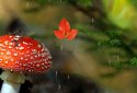 Autumn Live Wallpaper screenshot 11