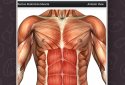 Anatomy Game Anatomicus Pro screenshot 2