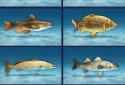 Sport Fishing: Catch a Trophy screenshot 5