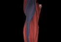 Muscular System 3D (anatomy) screenshot 4