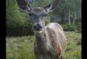 PhotoTrap Trail Camera screenshot 1