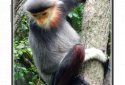 Aves Gallery screenshot 2