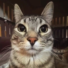 Нормальный человек