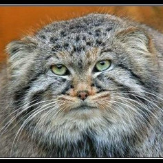 кот неглаженный