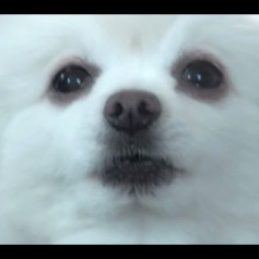 SnowDog
