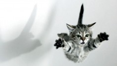 FlyCat