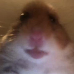 Kakoyto_debil