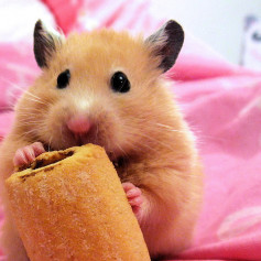Hamster world