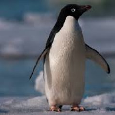 Обознаный Пингвин