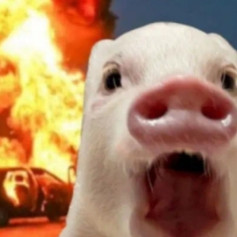 Сзади свиньи взрыв