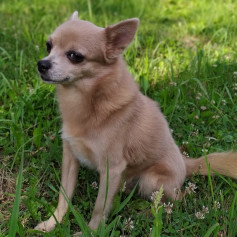 sToRMTRooPer_oF_DooM