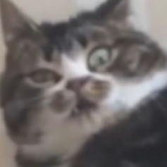 zuma_zex