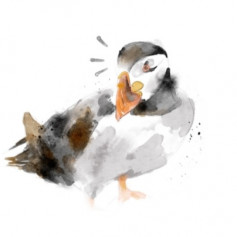 Puffin