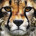 Sir  Cat
